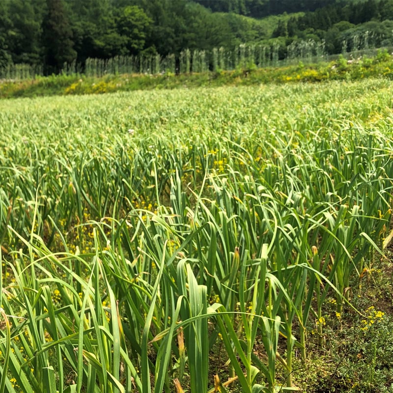 農薬・化学肥料不使用栽培】青森県産 自家製黒にんにく お買得大容量