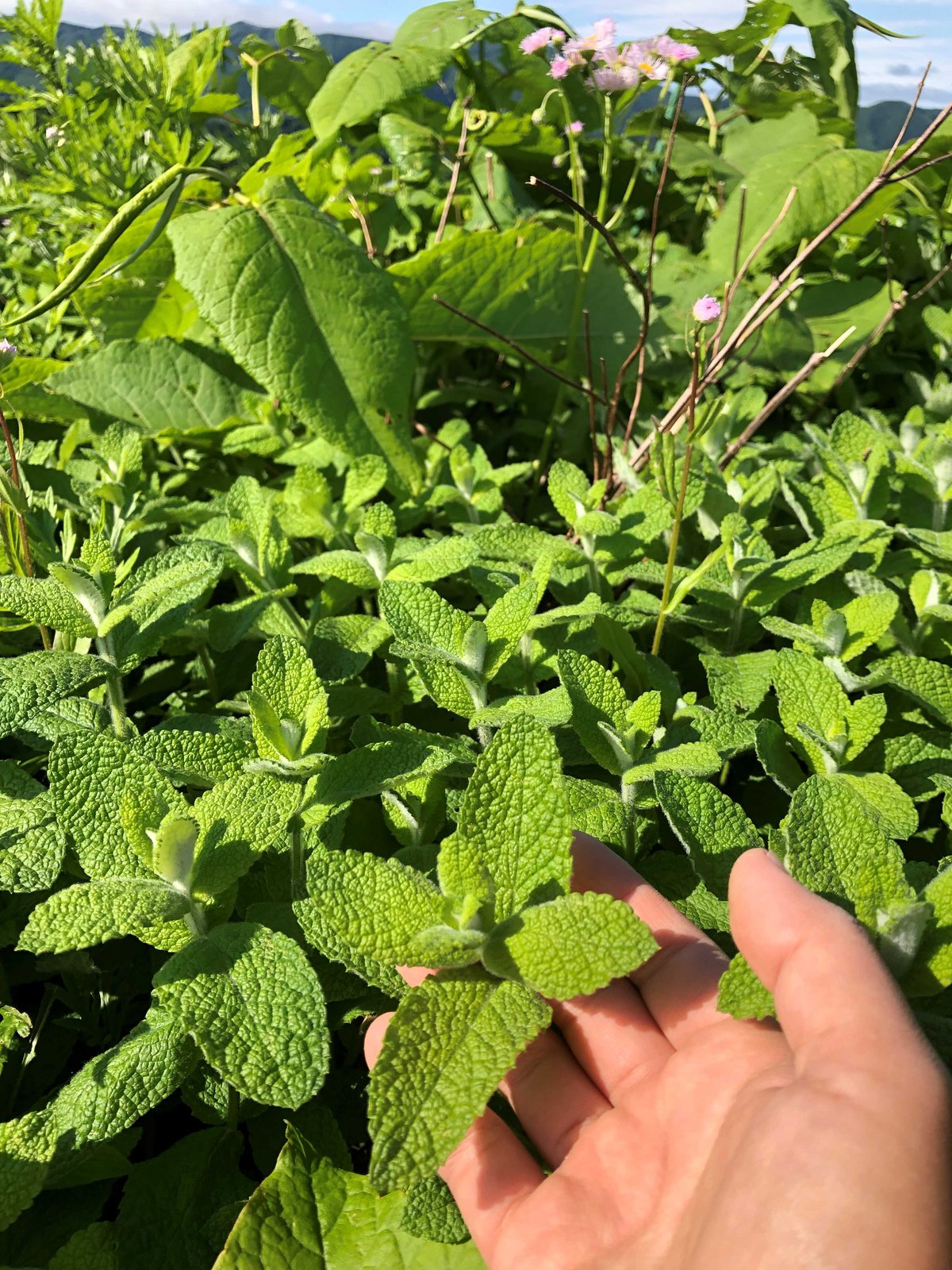 自家栽培(温室栽培) スペアミント 冷蔵便 自家栽培(温室栽培) スペアミント 冷蔵便