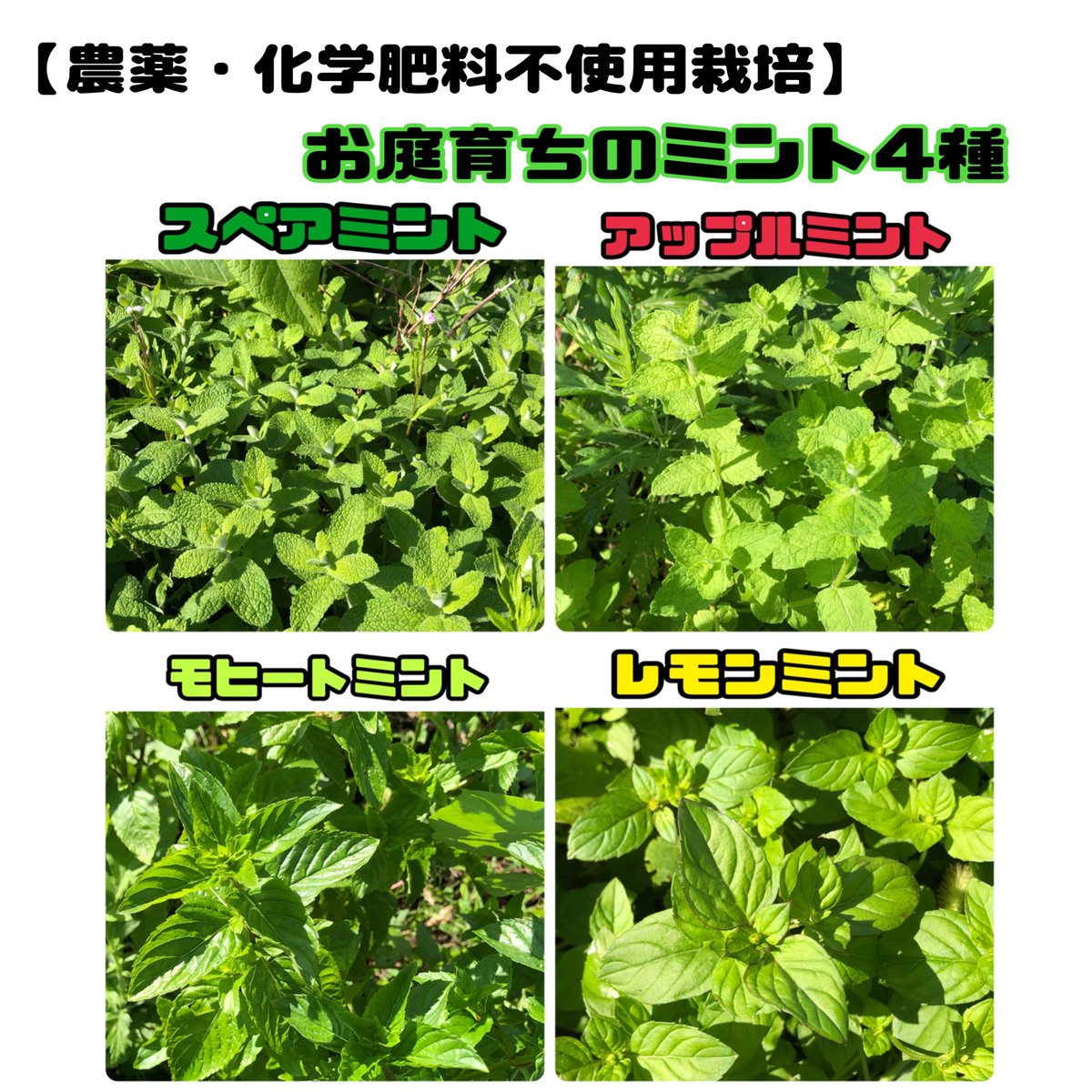 まもなく販売終了【農薬・化学肥料不使用栽培】お庭育ちのミント