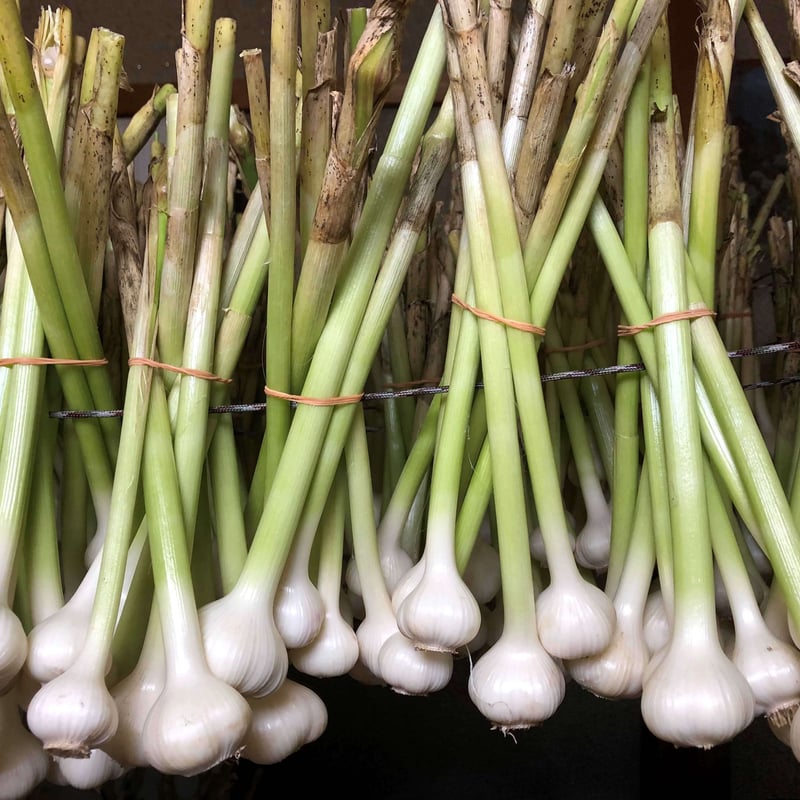 2025年産販売開始【農薬・化学肥料不使用栽培】青森県産 バラにんにく