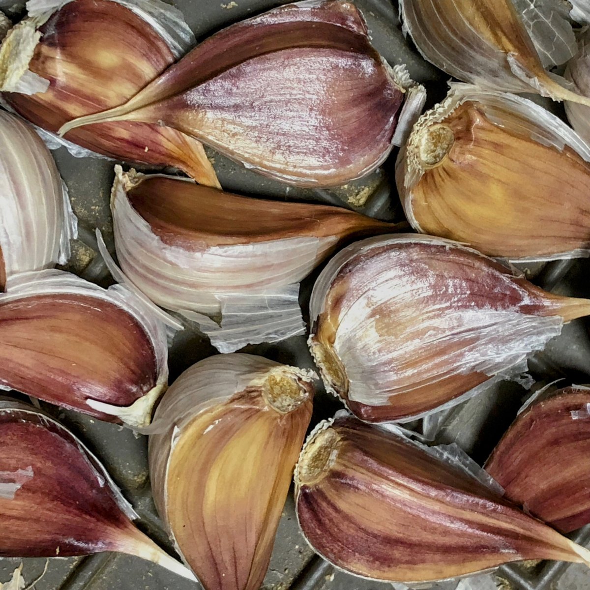 数量限定販売【農薬・化学肥料不使用栽培】青森県産 在来種 兼平