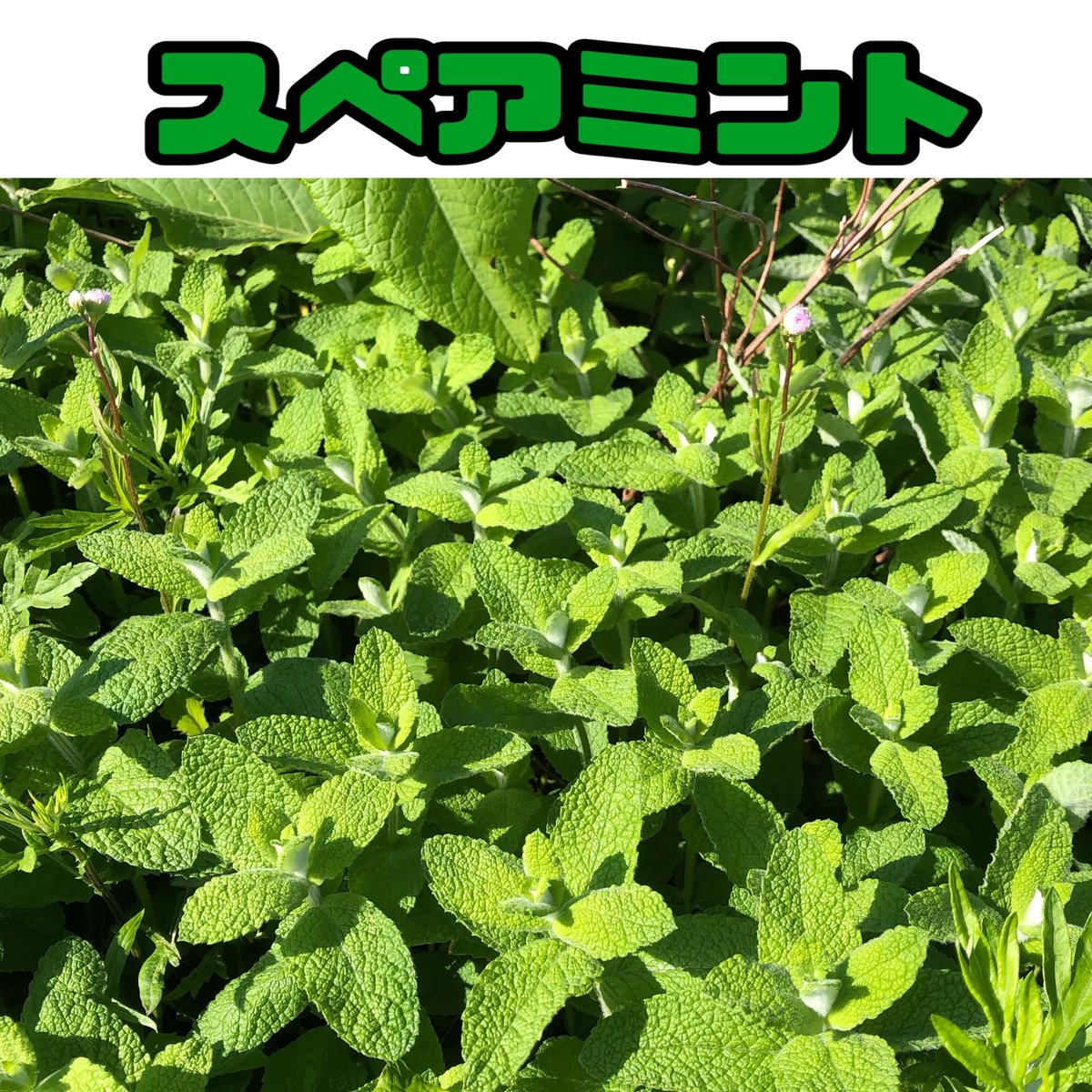 自家栽培(温室栽培) スペアミント 冷蔵便 自家栽培(温室栽培) スペアミント 冷蔵便