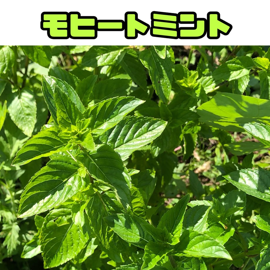 66e97c3dff9a530c233f63cb