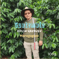 Guatemala Esvin Vasques Maragogipe(グァテマラ エスヴィンバスケス )
