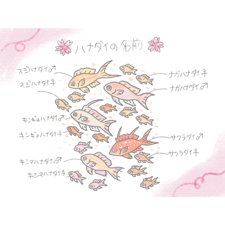 防水ステッカー【ハナダイ】