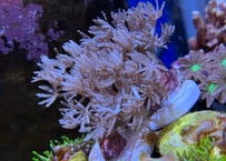 チガイウミアザミ(パクパクウミアザミ)フラグ