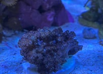ヌメリトサカSサイズ　フラグ