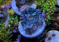 ディスクHairy Multicolor トンガ産　フラグ