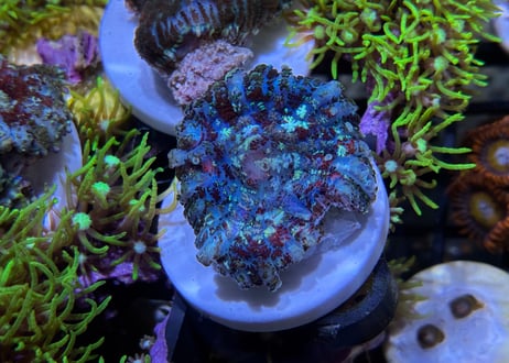ディスクHairy Multicolor トンガ産　フラグ