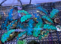 ヒメシャコガイBlueGreen M ランダムパック