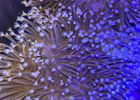 ウミキノコフラワーポリプ沖縄産M