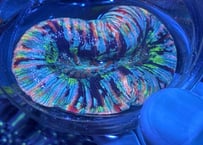 オオバナサンゴMulticolored