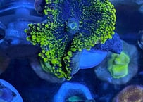バブルディスクGreen L フラグ