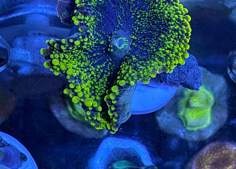 CATEGORY Coral サンゴ・海藻 | Blenny's