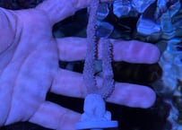 ノビーシーロッド黒だったもの　フラグ
