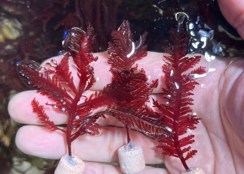CATEGORY Marineplants 海藻・海草 | Blenny's