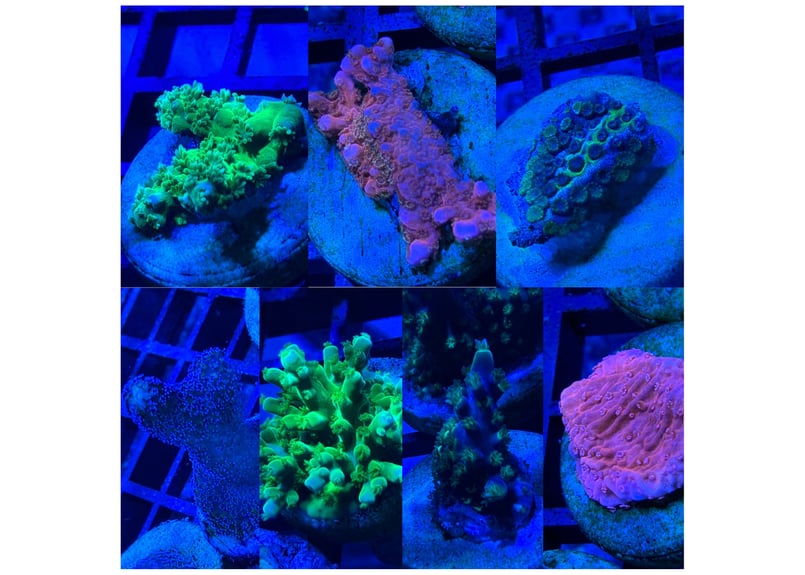 CATEGORY Coral サンゴ・海藻 | Blenny's