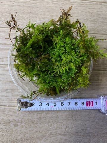 シノブゴケ | Blenny's