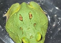 クランウェルツノガエル“マスカット4スポット”
