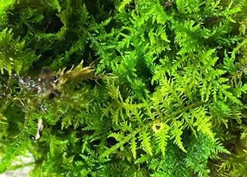 シノブゴケ | Blenny's