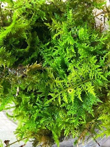 シノブゴケ | Blenny's