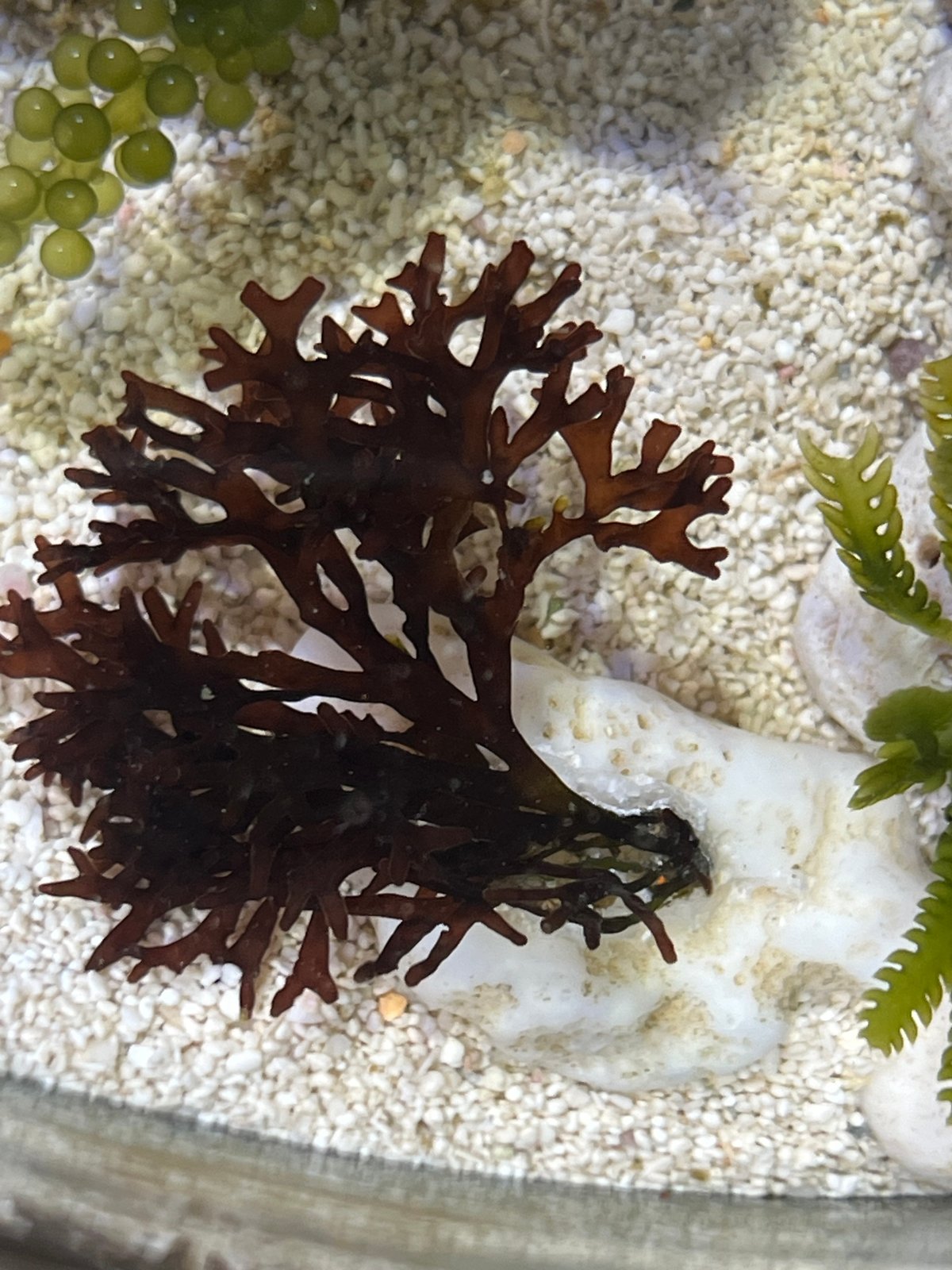 水草 海藻 サンゴ