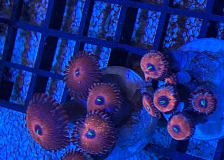 ブドウマメスナギンチャクREDフラグ