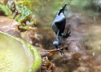 ※夏季発送不可※セマダラヤドクガエル“ブルー”