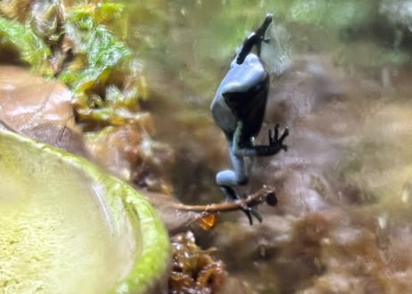 ※夏季発送不可※セマダラヤドクガエル“ブルー”