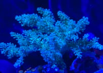 カワラフサトサカM沖縄産