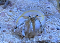 シロサンゴヤドカリ(チビ)