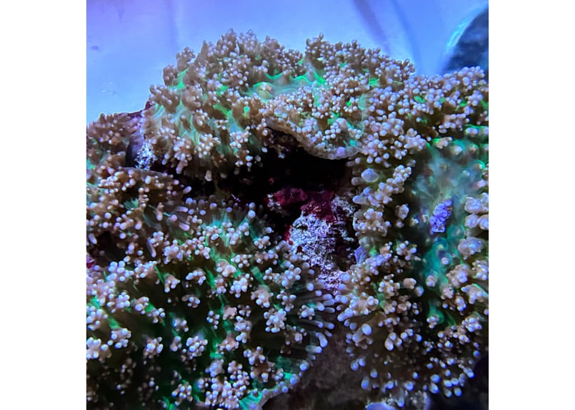 CATEGORY Coral サンゴ・海藻 | Blenny's