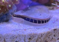 ヒトスジギンポ