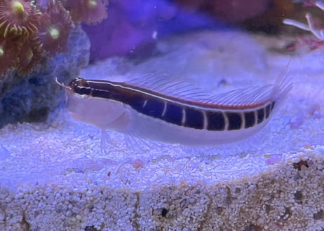 ヒトスジギンポ