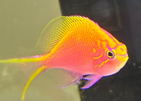 ハナゴンベ