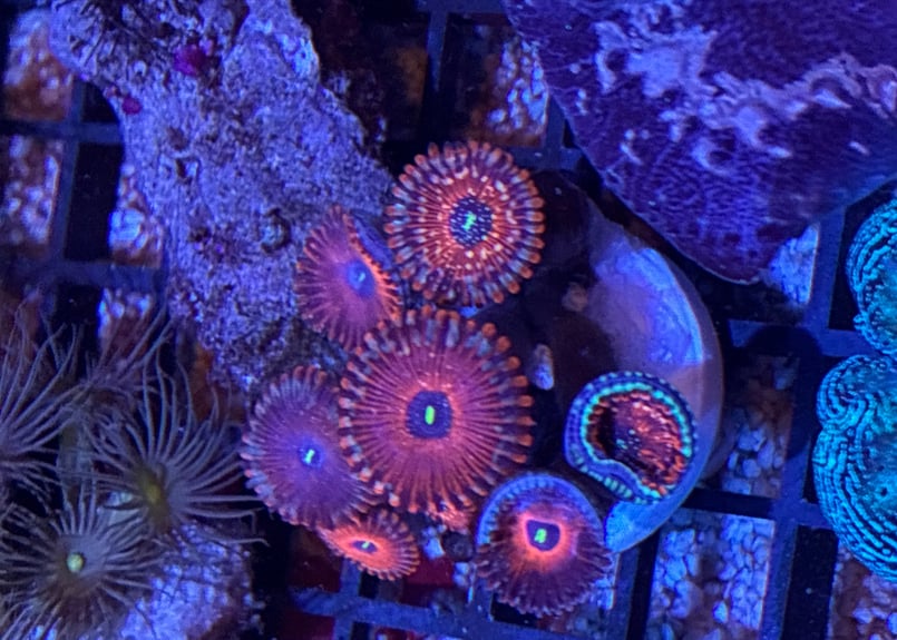 CATEGORY Softcoral ソフトコーラル | Blenny's