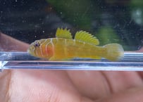 イレズミハゼ沖縄産