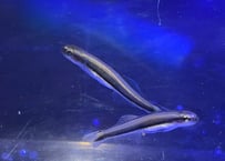 ミヤラビハゼ