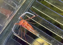 シノノメスベスベオトヒメエビ？