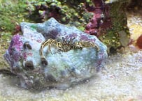 イモガイヨコバサミ