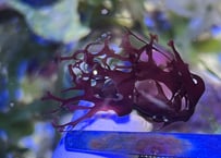 紅藻sp. モジャモジャタイプ リング付き