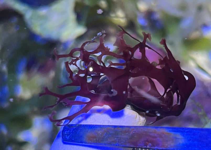 CATEGORY Marineplants 海藻・海草 | Blenny's