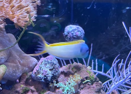 オウゴンニジギンポ