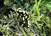 ※夏季発送不可※マダラヤドクガエル "コロンビアイエロー"