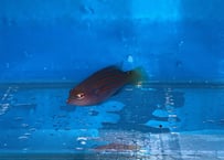 ニセモチノウオ