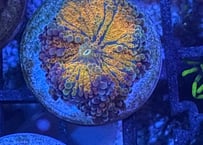 バブルディスクmulticolored Yellow フラグ