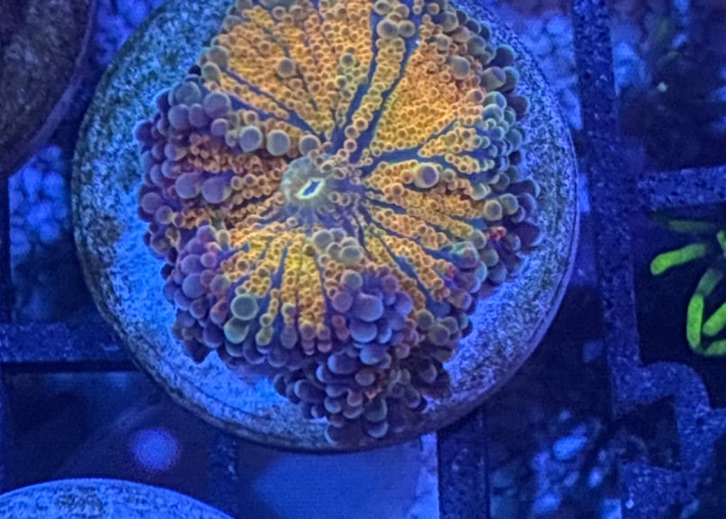 CATEGORY Softcoral ソフトコーラル | Blenny's