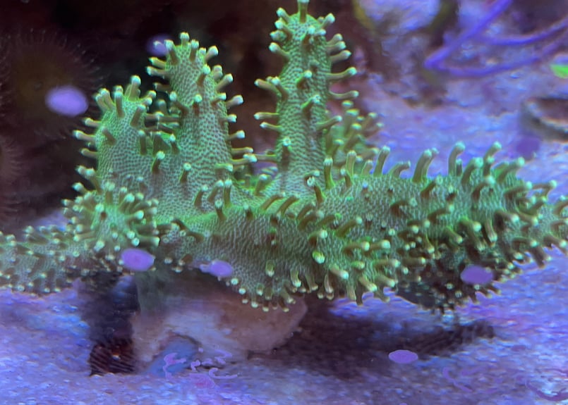 CATEGORY Coral サンゴ・海藻 | Blenny's