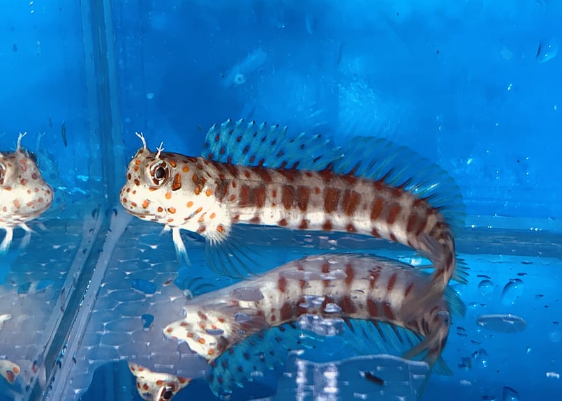モンツキカエルウオ | Blenny's