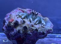 グアムサンゴヤドカリ
